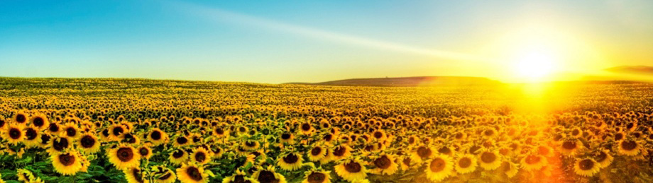 banner-sunflowerfield